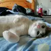 paulbraisher - @paulbraisher - TikTok