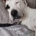 Paul Burton - @petathome2025 - Instagram