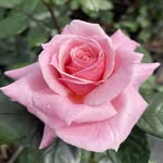 paul byrom - @paulbyrom2231 - Instagram