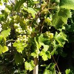 Paulette Caillaud - @paulettecaillaud - Instagram