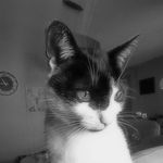 Claudio Paul Capasso - @smimi_thecat - Instagram