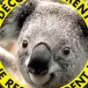 Paule Capes - @paule.capes - TikTok
