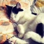 Paul Caracciolo - @cat_wizard - Instagram