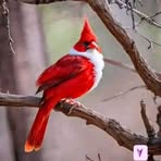 Paul Cardinal - Facebook