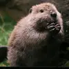 PaulCastor - @paulcastor.canada - TikTok