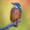 Paul  Cheetham - @nottinghamwildlife - TikTok