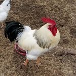 Paul Cheverie - @paulcheverie56 - Instagram