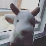 Paulette la chevrette - @paulette_la_chevrette - Instagram