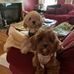 Paul Colardo Jr. - @paulcolardojr - Instagram