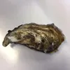 Paul Collin - @paulcollin0 - TikTok