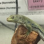 Dr. “Paul Anka” Conners - @dr.conners - Instagram