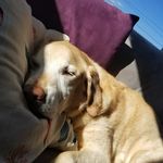 Paula Cossette - @paula.cossette29 - Instagram