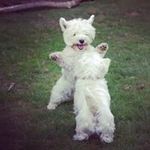 Paul Crabtree - @pawsforpaul - Instagram