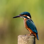 Paul Cripps - @crippsyscritters_photography - Instagram