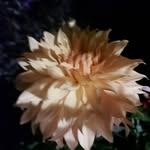 Paul Cripps - @paul.cripps.585 - Instagram