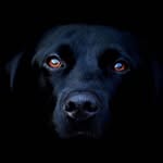 Brutus Maximus - @paulcronkhite.pc.edco - Instagram