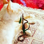 Habibi Paul Crustio - @paulcrustio - Instagram