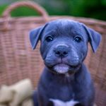 Paul Ace Blue Staffie-Czech - @paul_ace_blue_staffieczech - Instagram