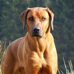 Paul Joseph - @paul.czech.798 - Instagram