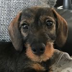 Dackelmann Paul - @paul_der_dackelmann - Instagram