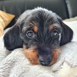 Paul der Dackel - @zwergrauhaardackel_paul - Instagram