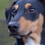 Paul der Dackelmischling - @paulderdackelmischling - Instagram
