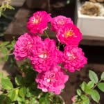 @paul_dailey7 - Instagram