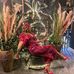Paula Daglish - Facebook