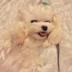 폴담조이💕어느 별에서 왔니?💫 - @paul_dam_pongdang - Instagram