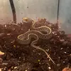 PaultheSnek - @pauldangerthenoodle - TikTok