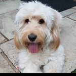 Paula Daubney - @daubneypaula - Instagram