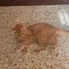paulinedebono981 - @paulinedebono981 - TikTok