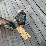 Paul Deuel - @deuely172 - Instagram