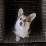 Pieter-Paul De Wilde - @rube_corgi - Instagram