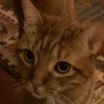 Paul DiBari - @petitpauljc - Instagram