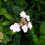 Paul DI Giacomo - @paul.digiacomo.37 - Instagram