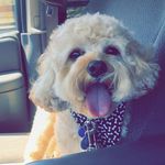Paul DiTrapani - @ditrapa5 - Instagram