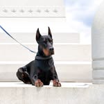 Paul Doberman Kennel - @paul_doberman - Instagram
