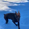 paul🤪 - @paul_doberman - TikTok