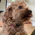Paul Giangiorgi - @pauldoestuff - Instagram