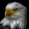 dragoonpaul - @dragoonpaul - TikTok