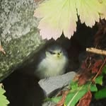 Paul Eberl - @oberhirsch1337 - Instagram