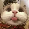 paulene - @paaulene - TikTok