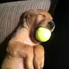 bud - @paulengelhardt67 - TikTok