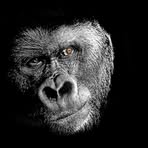 Paul Englefield - Facebook