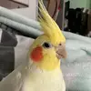 Paula🦜 - @paulapiepling - TikTok