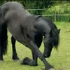 Larissa - @paulflocke - TikTok