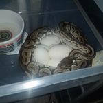 Paul Franson - @misty.mountain.herps - Instagram