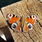 Paul Fronek - @fronekpaul - Instagram