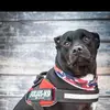 Paul Fyfe - @paul.fyfe3 - TikTok